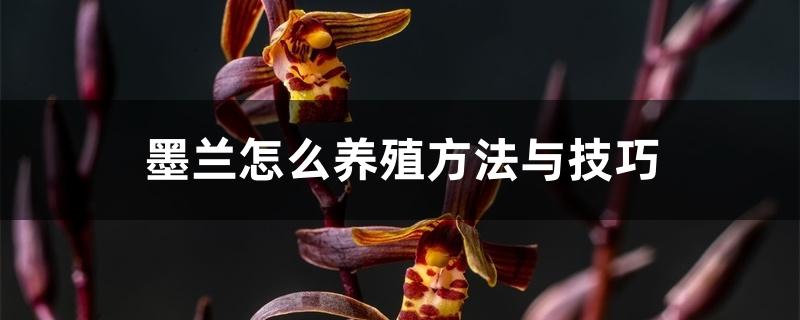 墨兰怎么养殖方法与技巧 墨兰怎么养殖方法与技巧