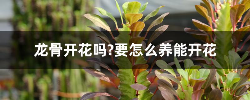 龙骨开花吗?要怎么养能开花