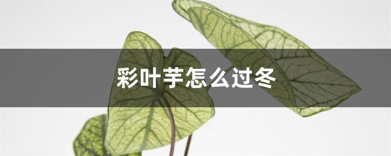 彩叶芋怎么过冬