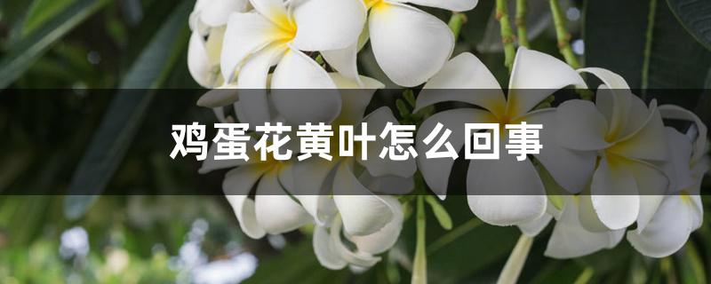 鸡蛋花黄叶怎么回事