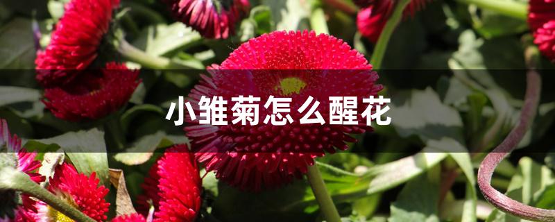 小雏菊怎么醒花