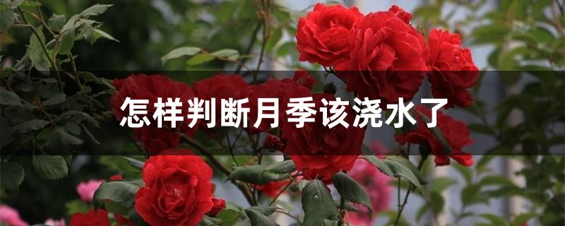 怎样判断月季该浇水了