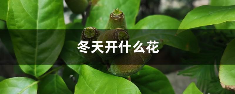 冬天开什么花