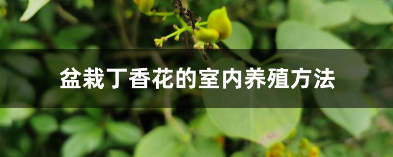 盆栽丁香花的室内养殖方法