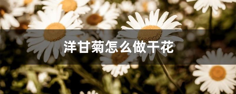 洋甘菊怎么做干花