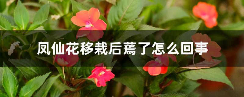凤仙花移栽后蔫了怎么回事