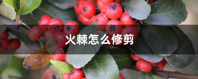 火棘怎么修剪