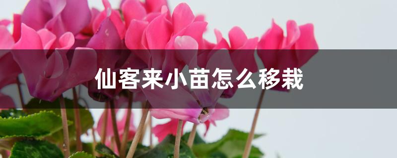 仙客来小苗怎么移栽