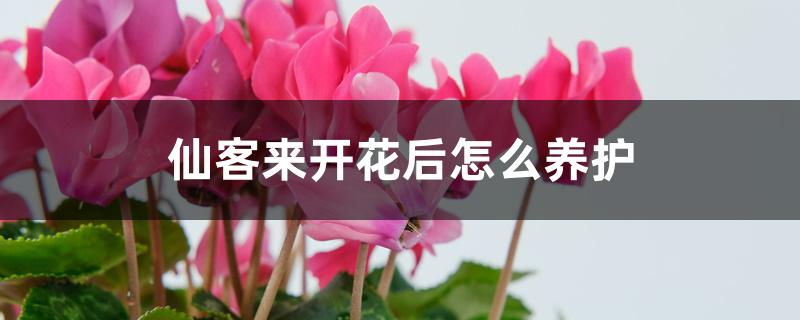 仙客来开花后怎么养护