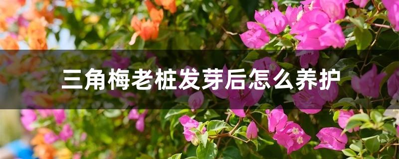 三角梅老桩发芽后怎么养护
