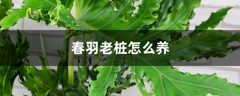 春羽老桩怎么养 春羽老桩怎么养