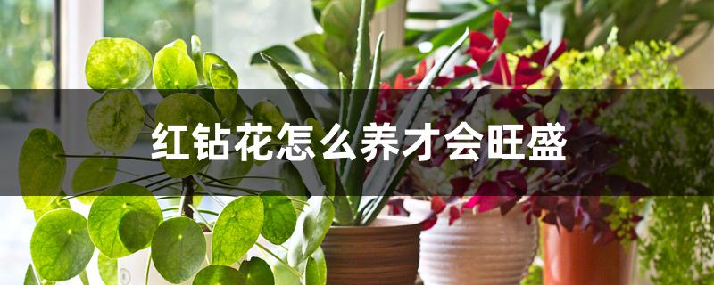 红钻花怎么养才会旺盛