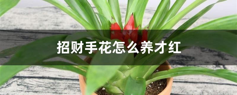 招财手花怎么养才红