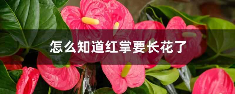 怎么知道红掌要长花了 怎么知道红掌要长花了