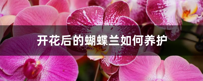 开花后的蝴蝶兰如何养护 开花后的蝴蝶兰如何养护