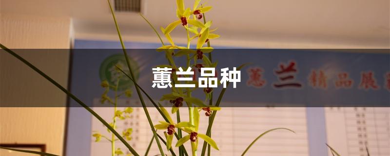 蕙兰品种