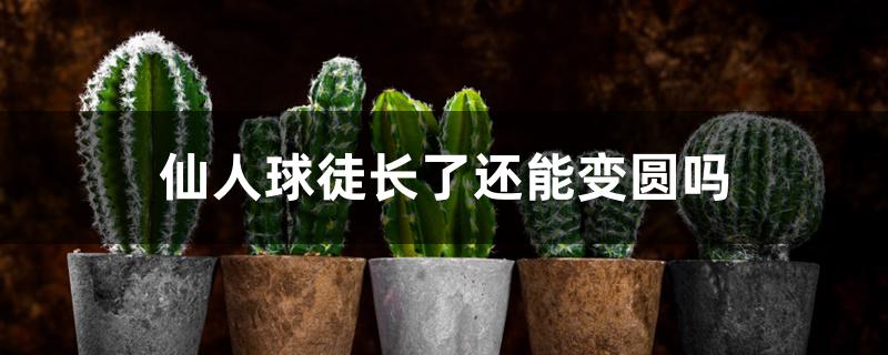 仙人球徒长了还能变圆吗