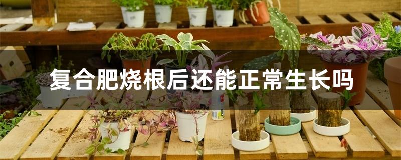 复合肥烧根后还能正常生长吗