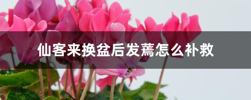 仙客来换盆后发蔫怎么补救