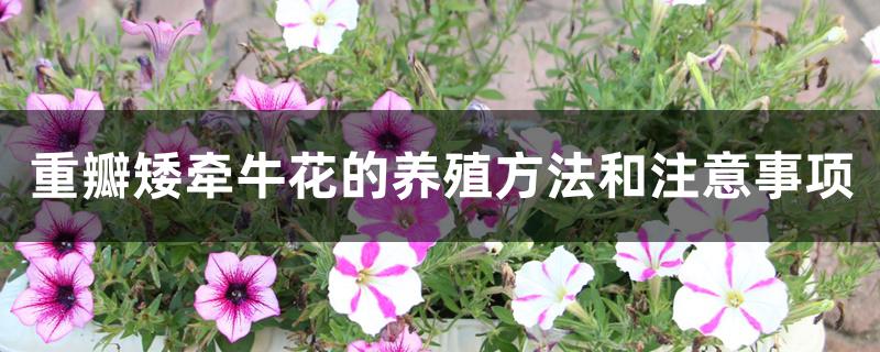 重瓣矮牵牛花的养殖方法和注意事项