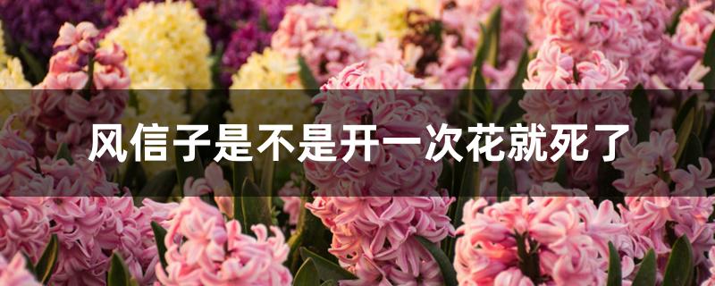 风信子是不是开一次花就死了