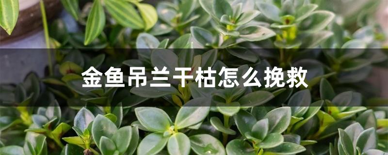 金鱼吊兰干枯怎么挽救