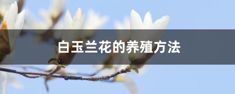 白玉兰花的养殖方法