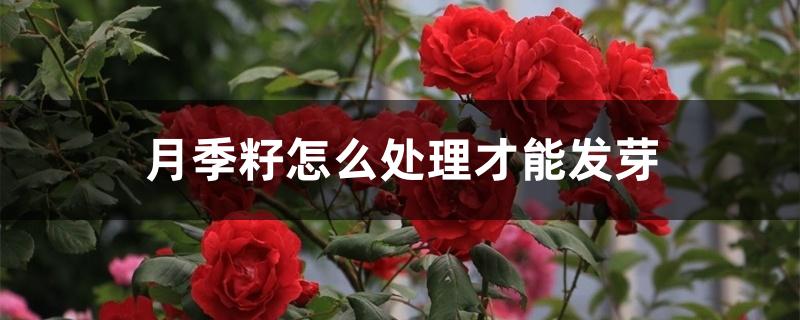 月季籽怎么处理才能发芽