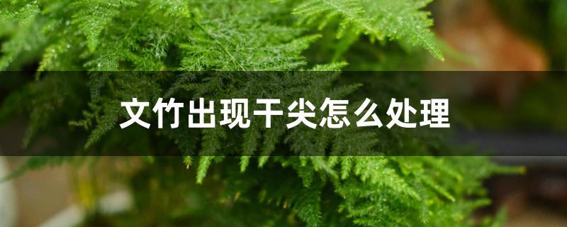 文竹出现干尖怎么处理 文竹出现干尖怎么处理