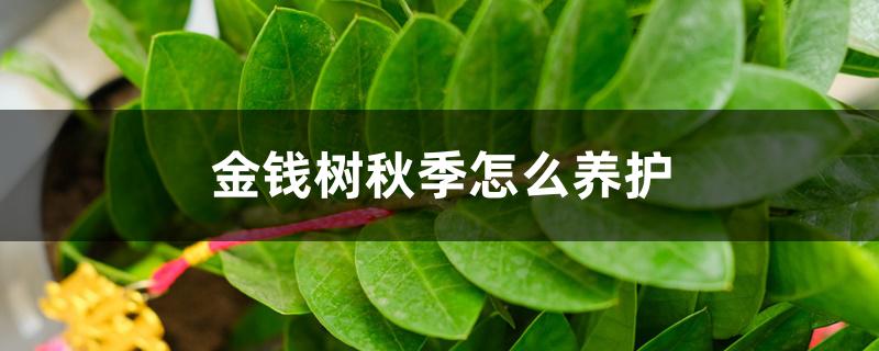 金钱树秋季怎么养护