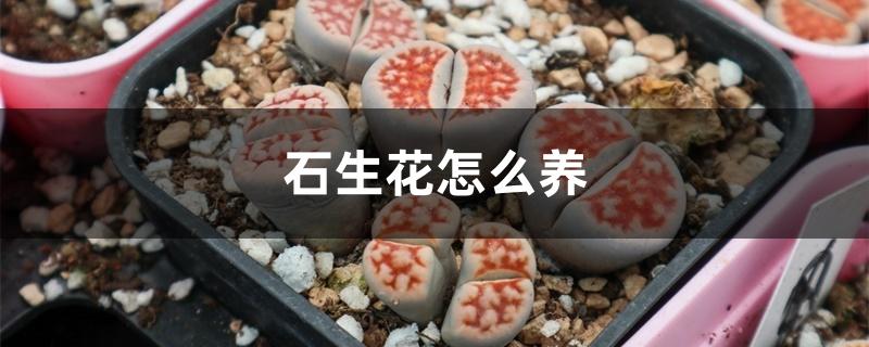 石生花怎么养