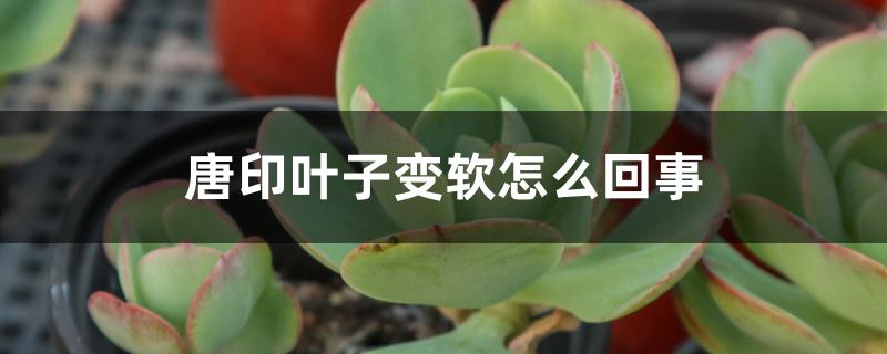 唐印叶子变软怎么回事