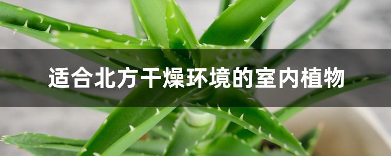 适合北方干燥环境的室内植物