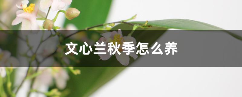 文心兰秋季怎么养 文心兰秋季怎么养
