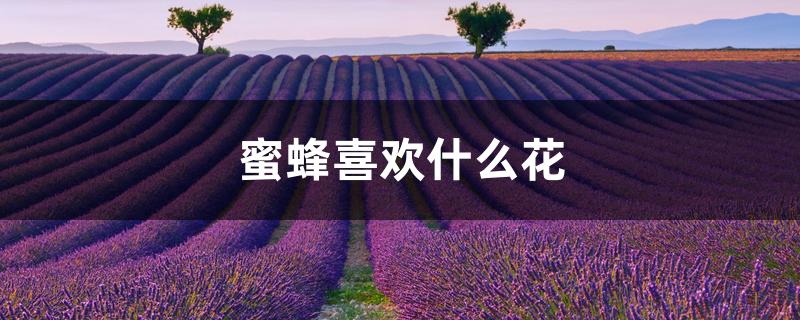 蜜蜂喜欢什么花