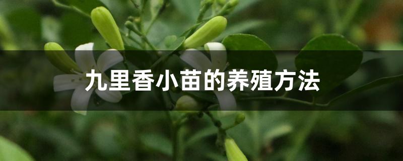 九里香小苗的养殖方法 九里香小苗的养殖方法