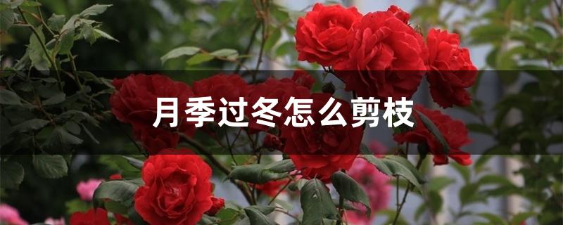 月季过冬怎么剪枝