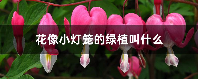 花像小灯笼的绿植叫什么