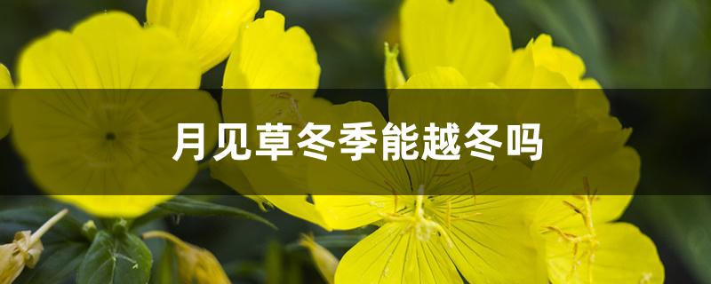 月见草冬季能越冬吗