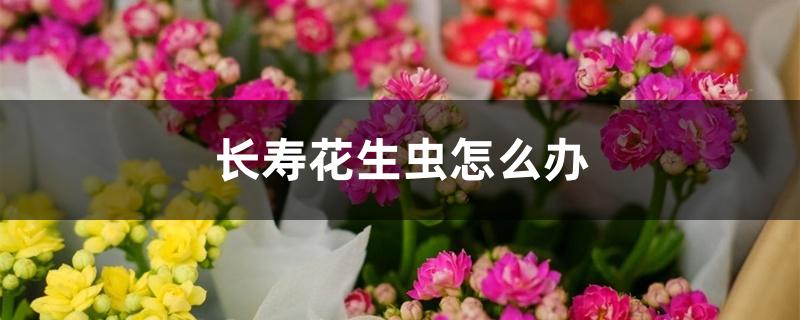 长寿花生虫怎么办