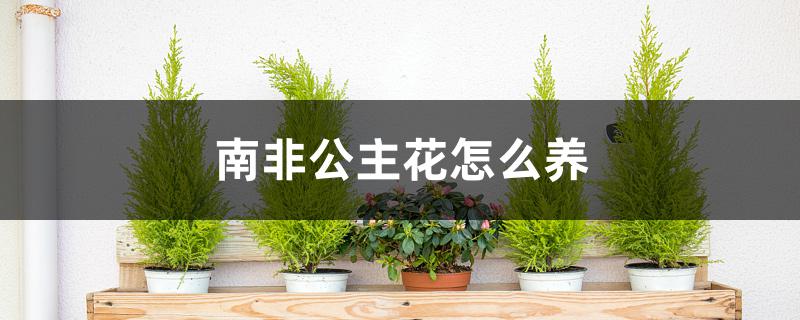 南非公主花怎么养