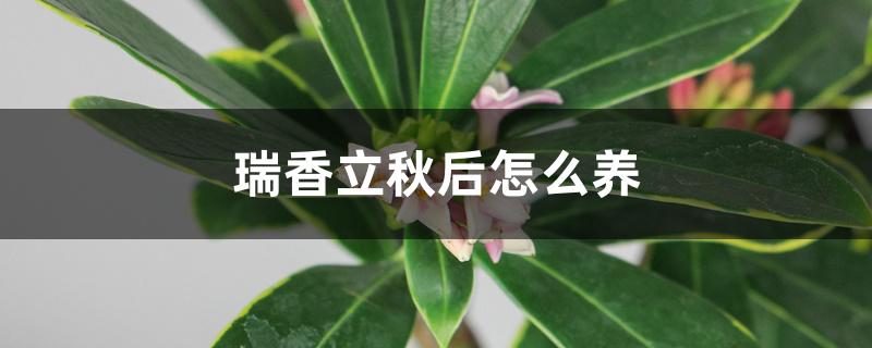 瑞香立秋后怎么养