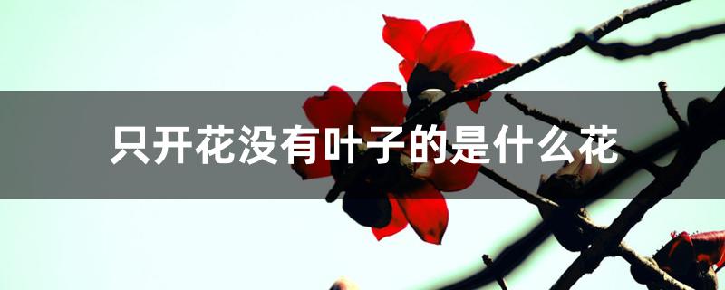 只开花没有叶子的是什么花