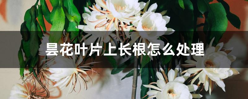 昙花叶片上长根怎么处理