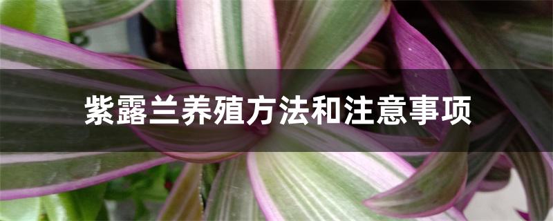 紫露兰养殖方法和注意事项