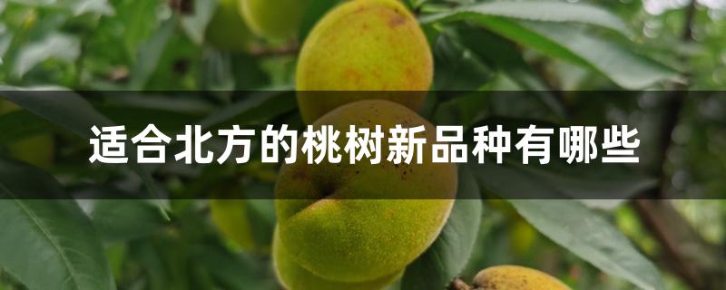 适合北方的桃树新品种有哪些