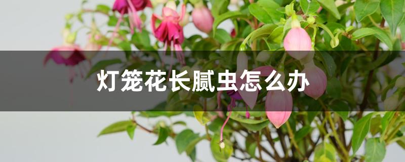 灯笼花长腻虫怎么办