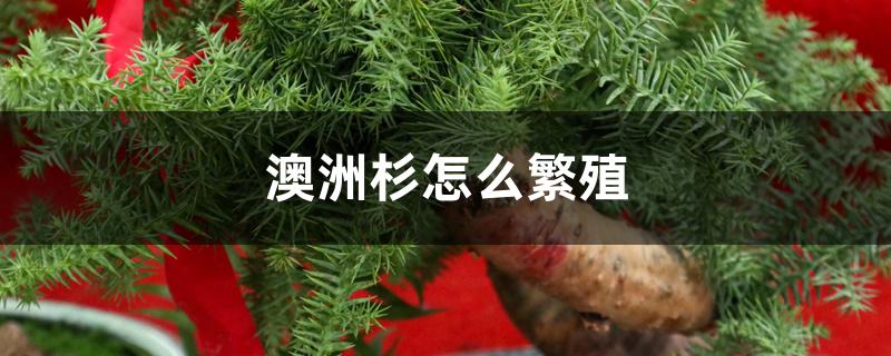 澳洲杉怎么繁殖