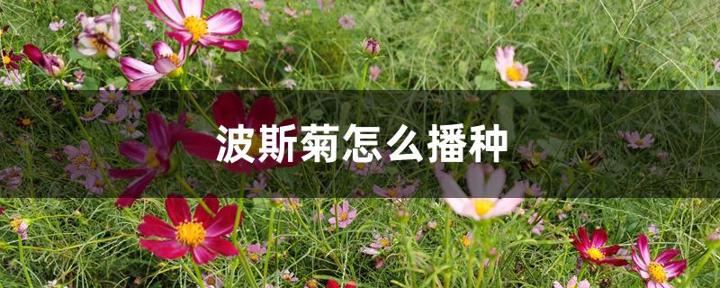波斯菊怎么播种