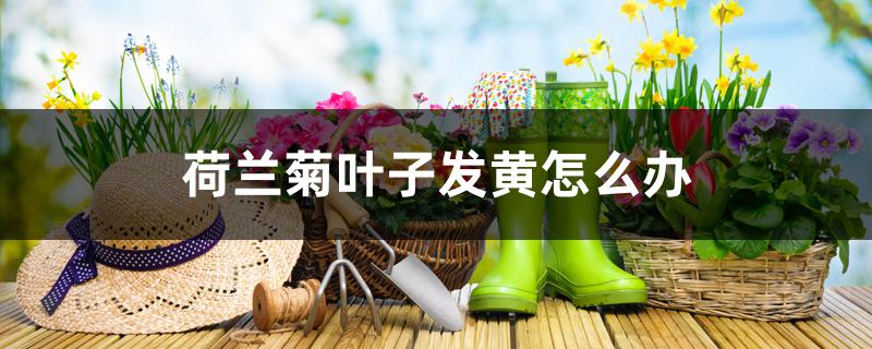 荷兰菊叶子发黄怎么办 荷兰菊叶子发黄怎么办
